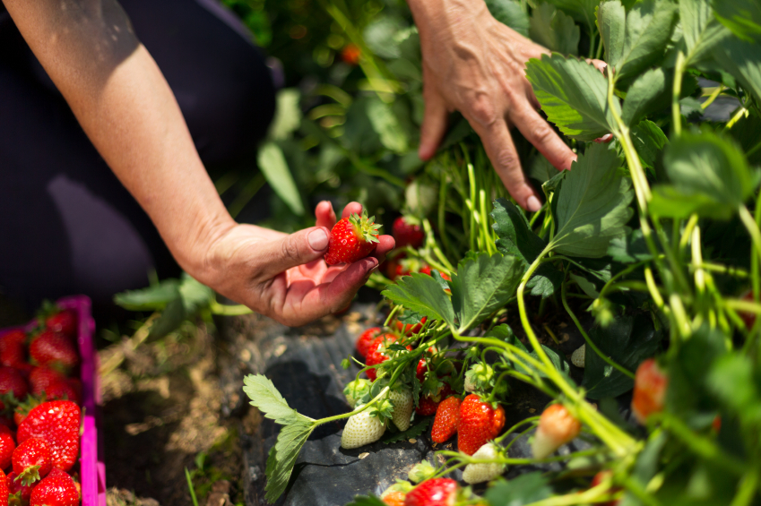 Growing Strawberries Organically